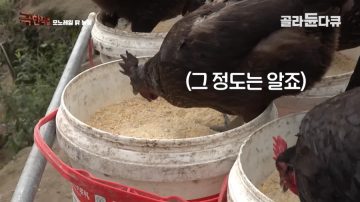 완전 동물복지 중국 닭 사육장_21.webp