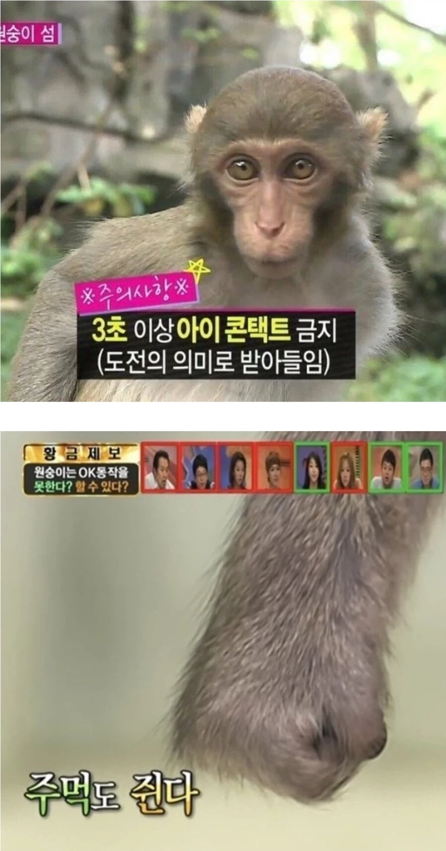 유인원의 눈을 똑바로 쳐다보면서 이 드러내고 웃으면 ㅈ됨_2.webp