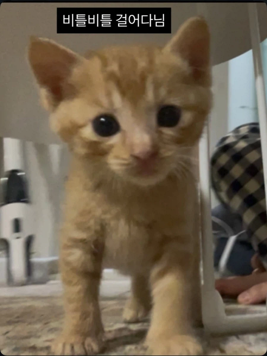애기고양이 특징.jpg (유게법률 준수)_8.webp