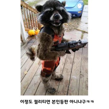 아빠가 아들을 라쿤으로 만들어버림_4.webp