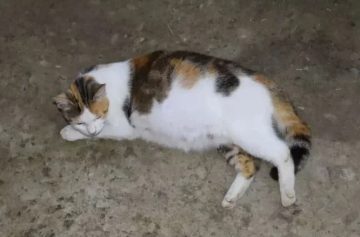 막 새끼를 낳은 길고양이 근황_1.webp