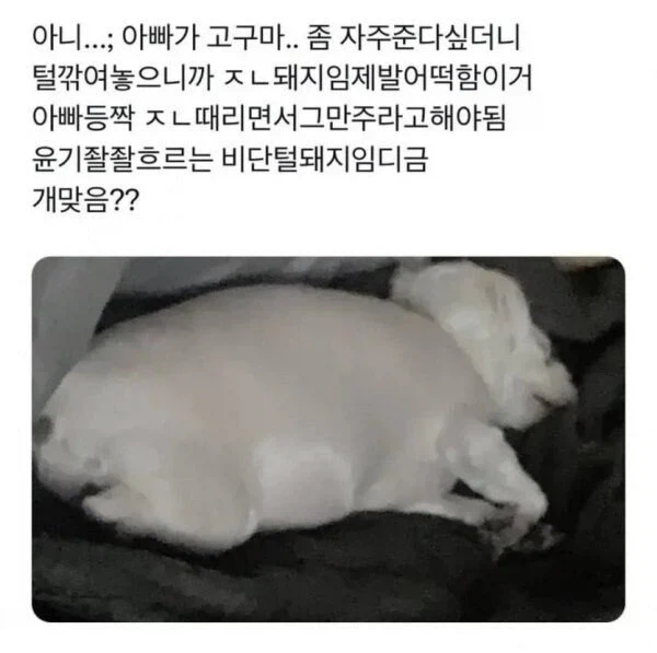 너무 살쪄서 털이라도 깎아 본 견주_1.webp