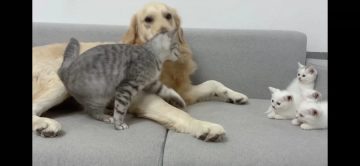 개삼촌 무서워하는 새끼냥들에게 숙련된 엄마냥이 시범 보여줌_4.webp