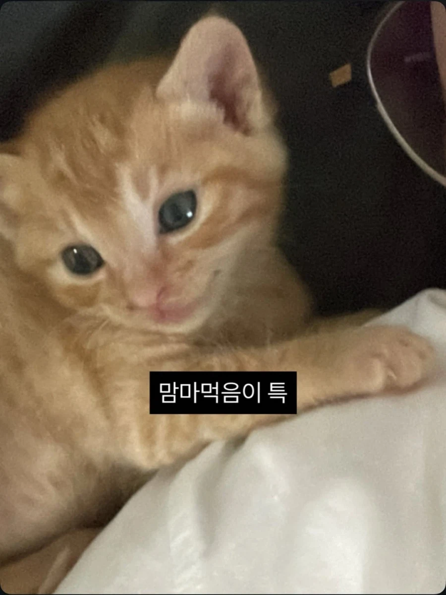 애기고양이 특징.jpg (유게법률 준수)_1.webp