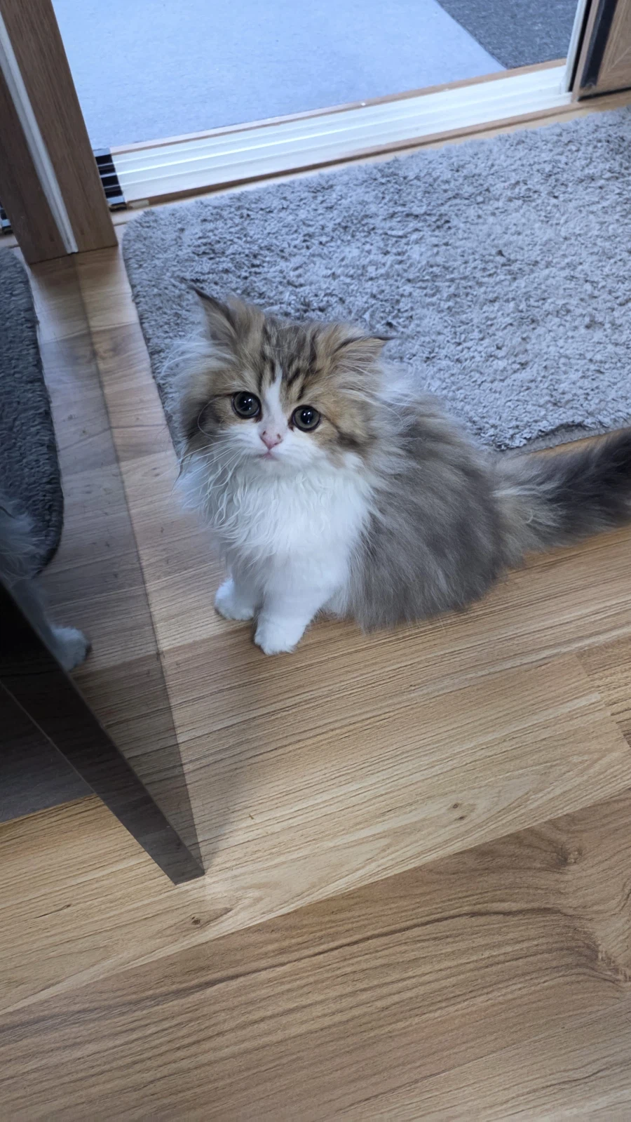 이 나이에 괭이 키우고 왜 육아를 어릴 때 하라는지 알았음_2.webp