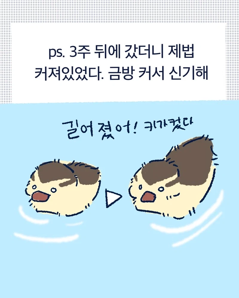청계천 아기오리들.mp4_9.webp