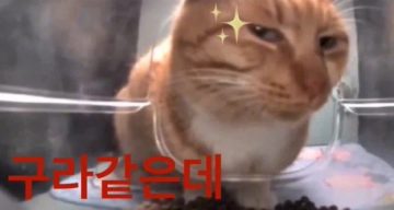 해외에서 진지하게 고의패배 의심하는 중_3.webp