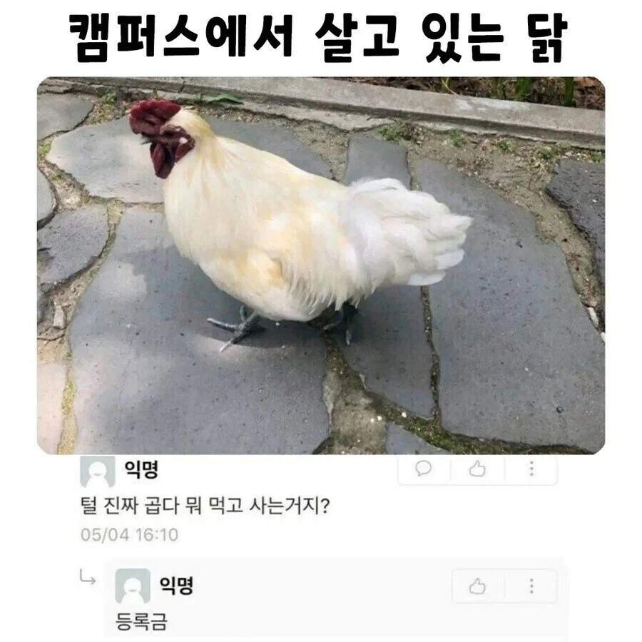 털 진짜 곱다 뭐 먹고 사는거지?_1.webp
