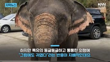 ??? : 이 코끼리는 ai가 아님_2.webp