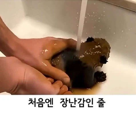 유투브 쇼츠 AI 뇌절 대잔치_3.webp