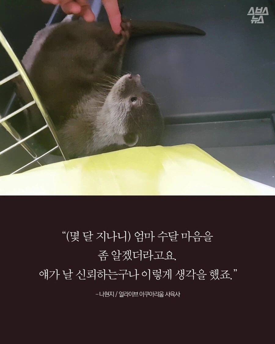 고양이 외에도 인간에게 새끼 맡기는 동물.JPG_7.webp