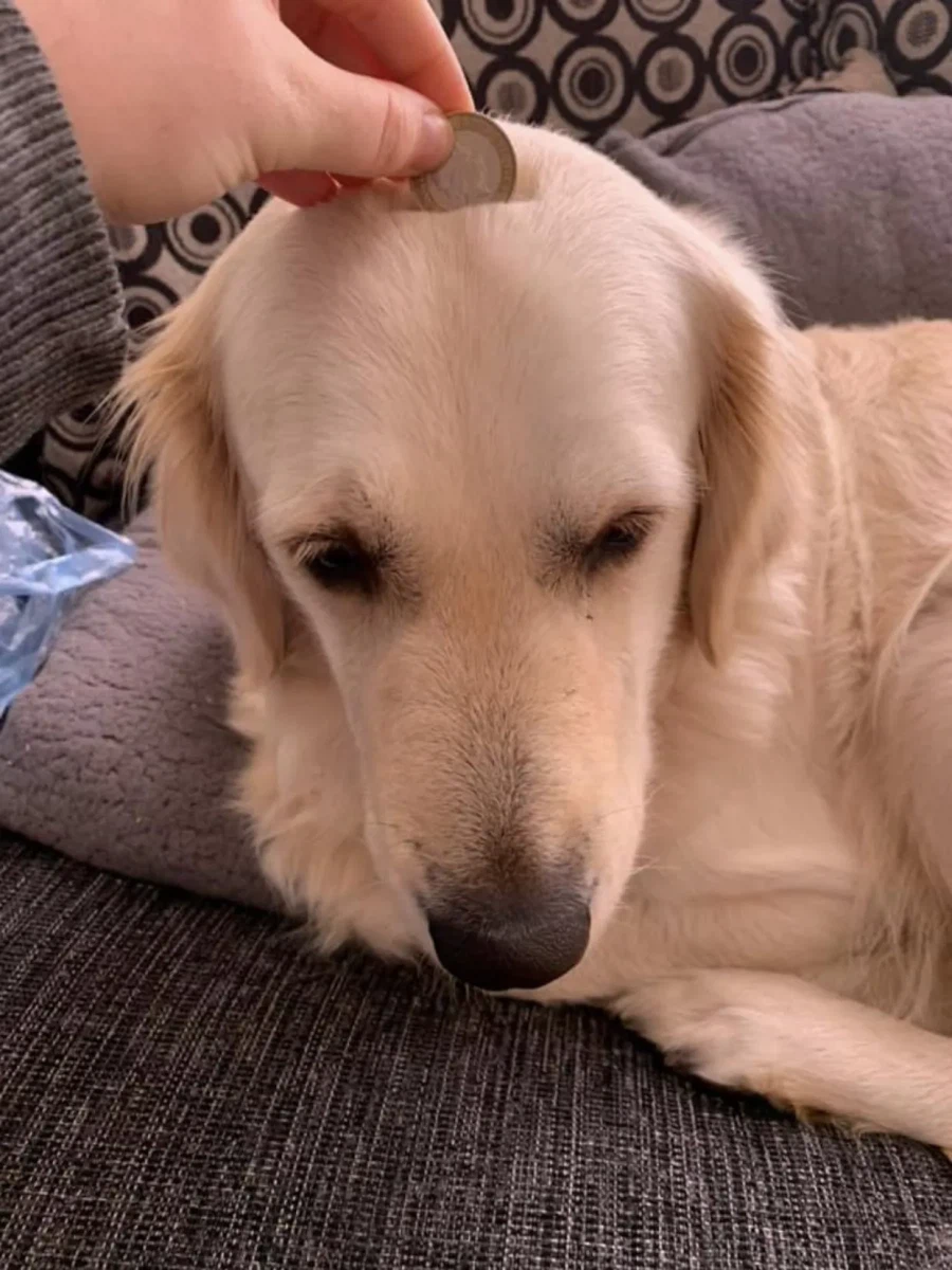 미용할 때 갑자기 움직인 댕댕이.jpg_3.webp