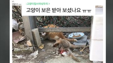다시 한번 길고양이 문제에 대해 강하게 어필하는 유튜버 (※스압주의)_63.webp