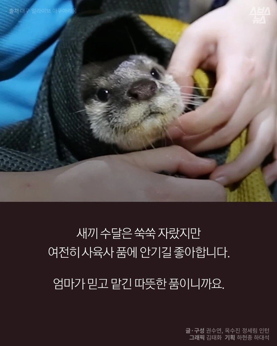 고양이 외에도 인간에게 새끼 맡기는 동물.JPG_9.webp