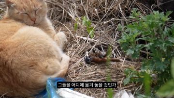 다시 한번 길고양이 문제에 대해 강하게 어필하는 유튜버 (※스압주의)_37.webp