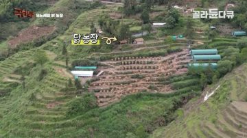 완전 동물복지 중국 닭 사육장_9.webp