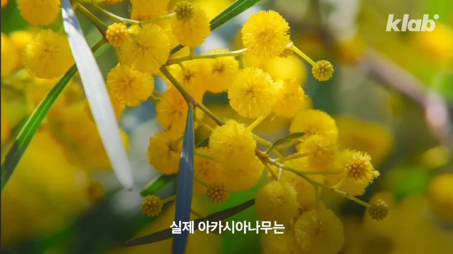 그동안 몰랐었던 아카시아 나무의 비밀_2.webp