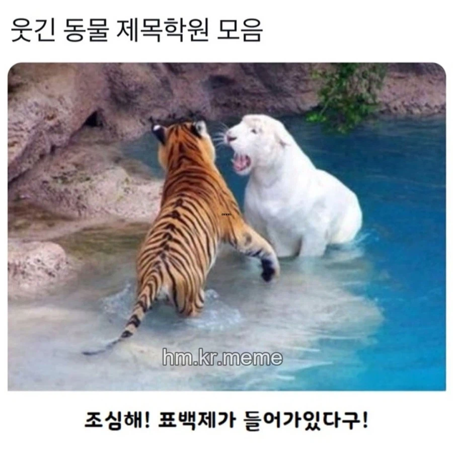 동물 제목학원 모음_1.webp