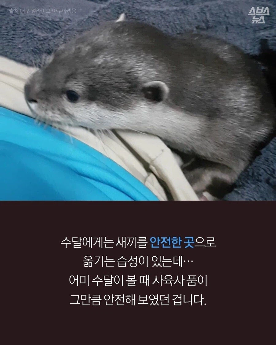 고양이 외에도 인간에게 새끼 맡기는 동물.JPG_6.webp