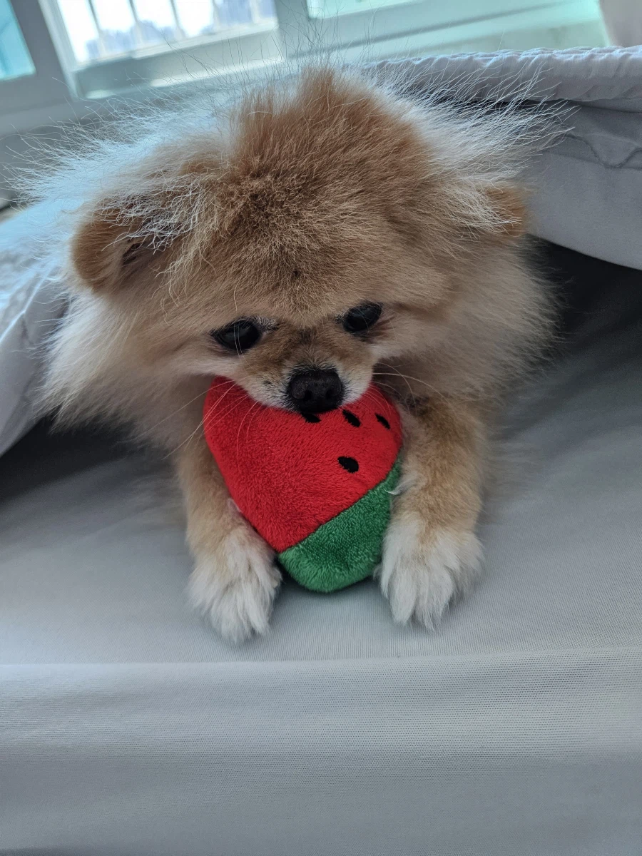 우리집 강아지 근황_10.webp