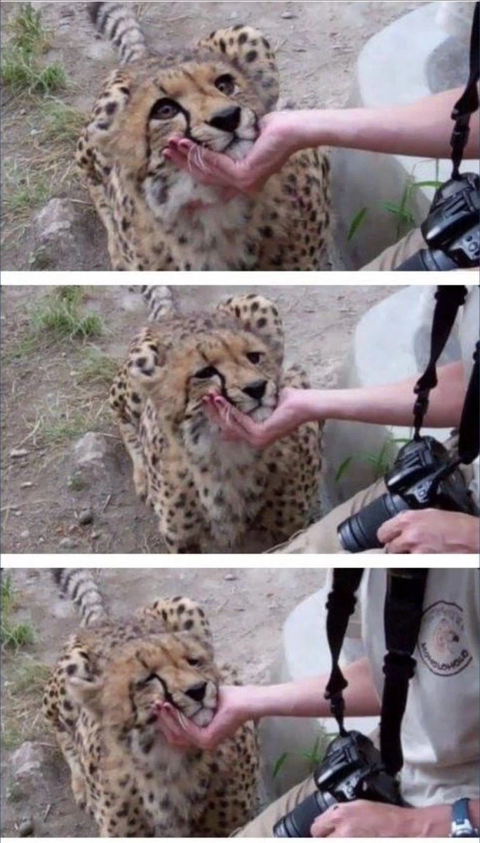 사진가에게 붙잡힌 치타.jpg_1.webp