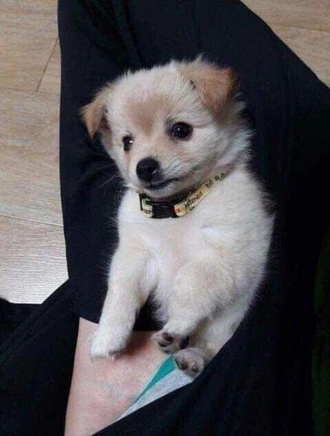 다른집에 분양보냈던 강아지가 집까지 찾아 왔네요 ㅜㅜ_4.webp