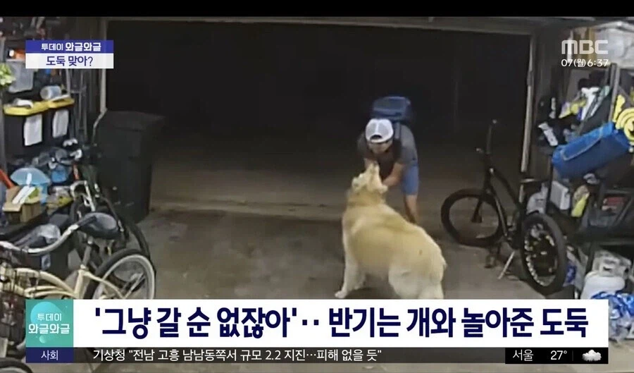 도둑을 보자 반기는 리트리버를 보고 도둑이 놀아줌.JPG_1.webp