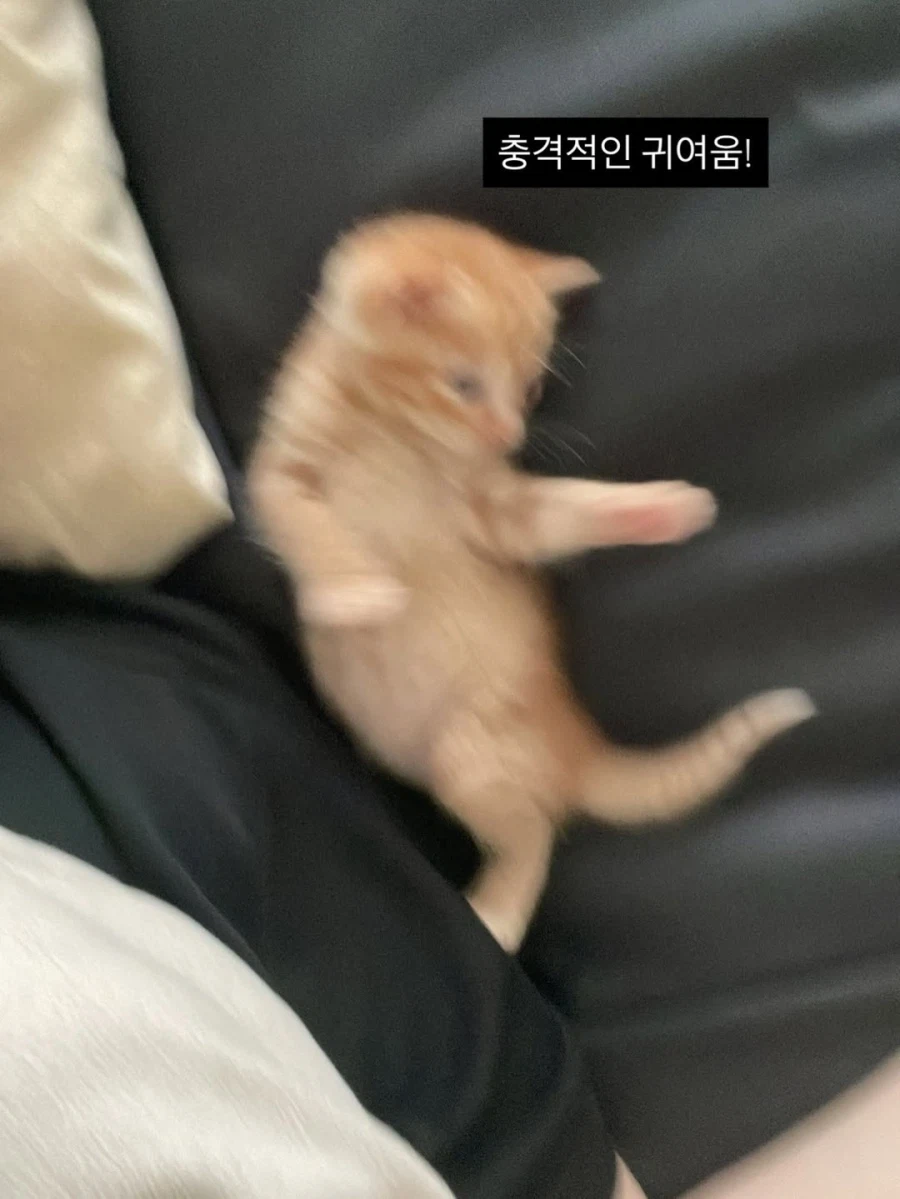 애기고양이 특징.jpg (유게법률 준수)_10.webp