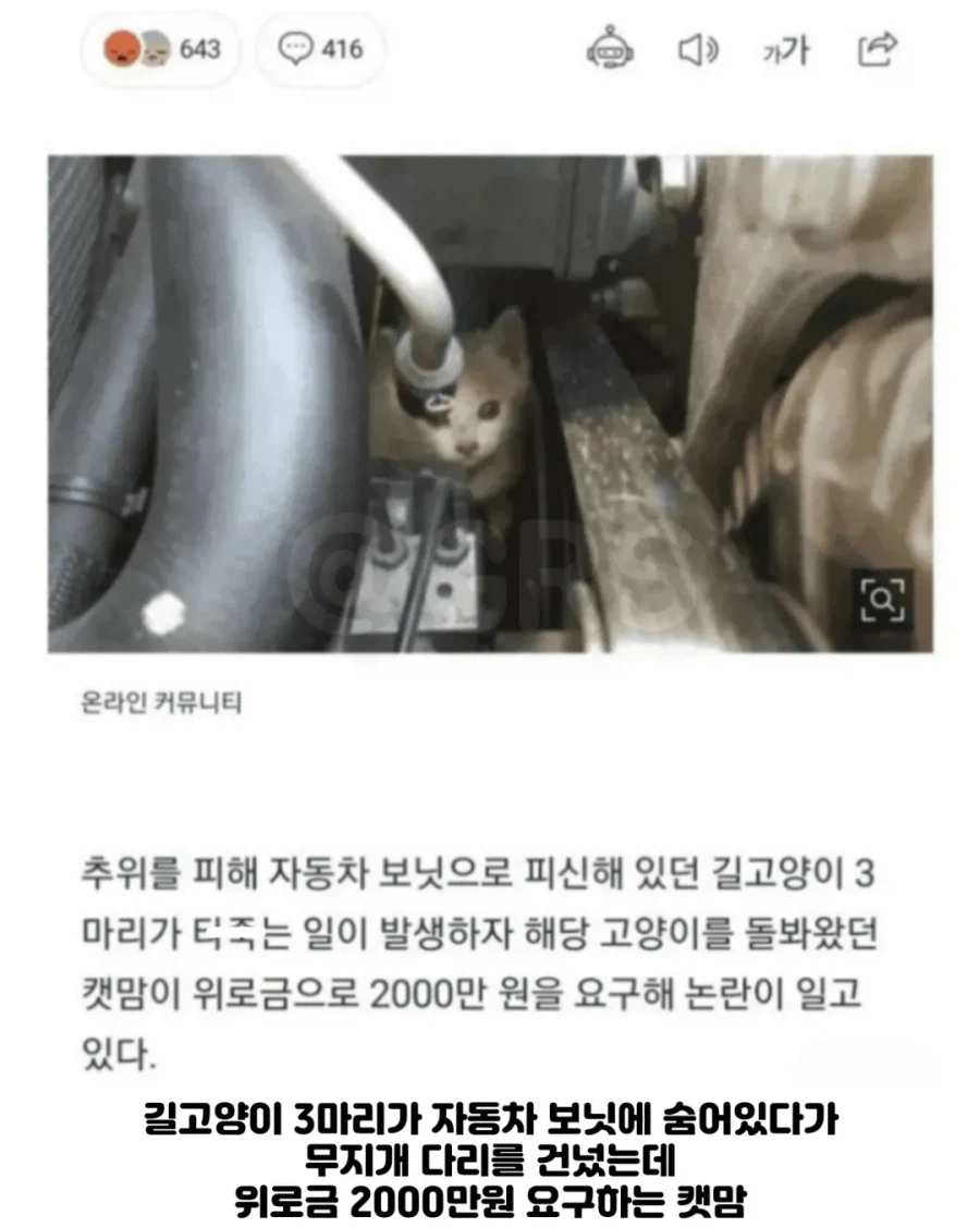 길고양이 차 보닛에서 죽자 차주에게 "2천만원" 청구한 캣맘.jpg_2.webp