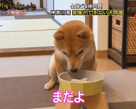 "기다려 기다려 기다려 시바 기다려 시바 기다려 시바 시바!"_3.gif