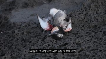 다시 한번 길고양이 문제에 대해 강하게 어필하는 유튜버 (※스압주의)_42.webp