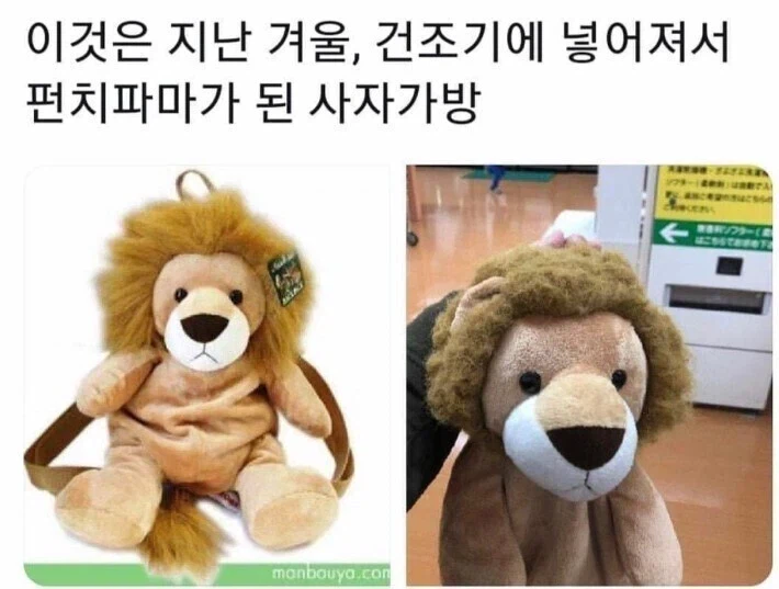 건조기에 넣고 돌린 사자가방_1.webp