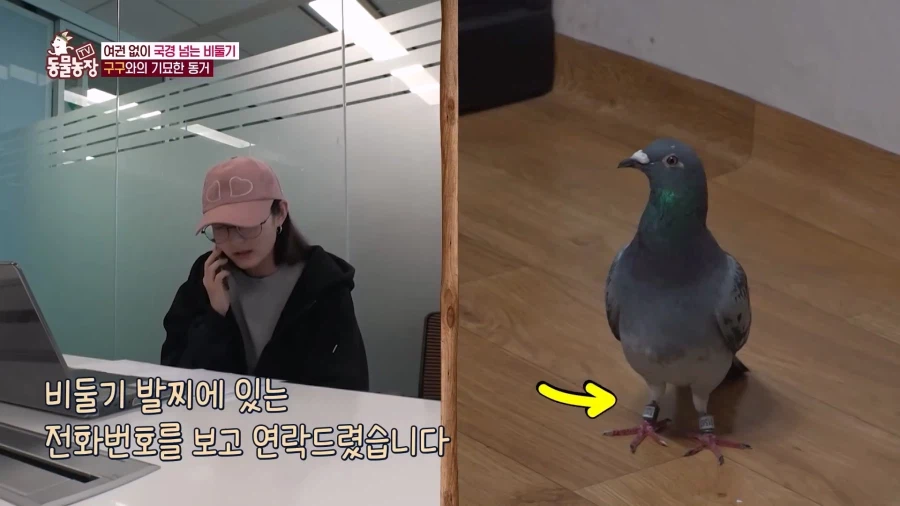 일본에서 1200km 를 날아서 한국으로 온 비둘기_8.webp