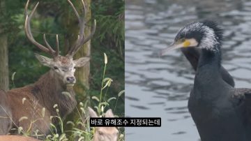 다시 한번 길고양이 문제에 대해 강하게 어필하는 유튜버 (※스압주의)_49.webp