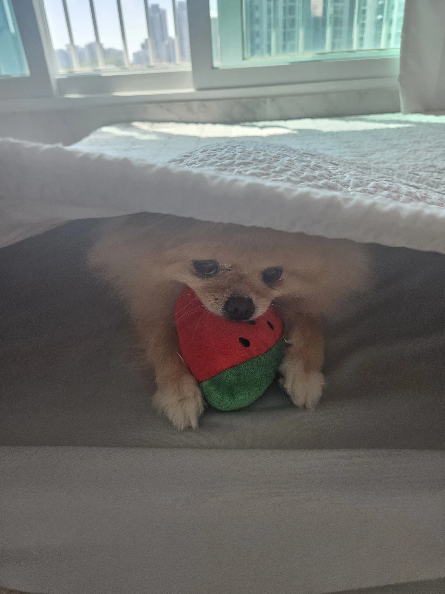 우리집 강아지 근황_3.webp
