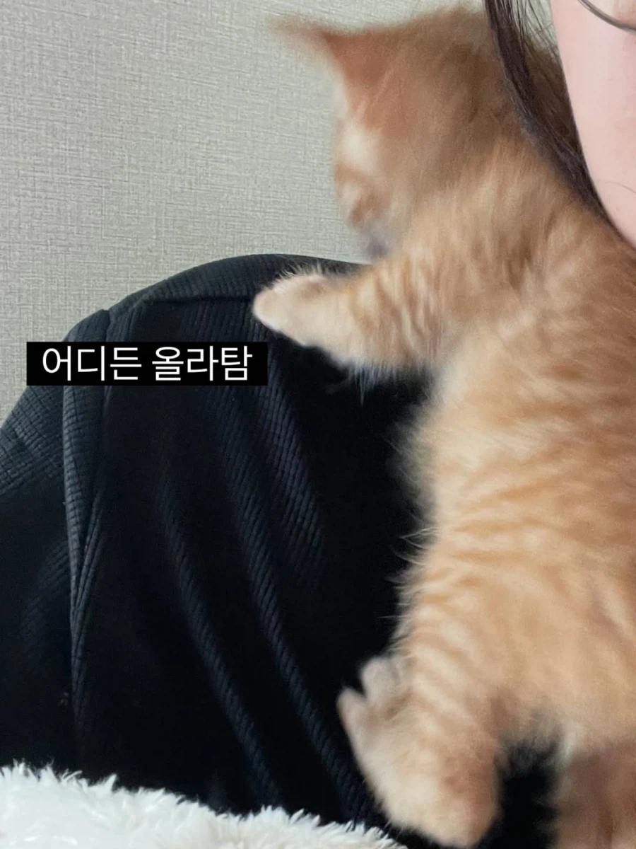 애기고양이 특징.jpg (유게법률 준수)_9.webp