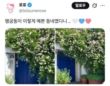 수원 행궁동 파란대문 장미 훼손 사건_7.webp