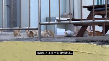 다시 한번 길고양이 문제에 대해 강하게 어필하는 유튜버 (※스압주의)_77.webp