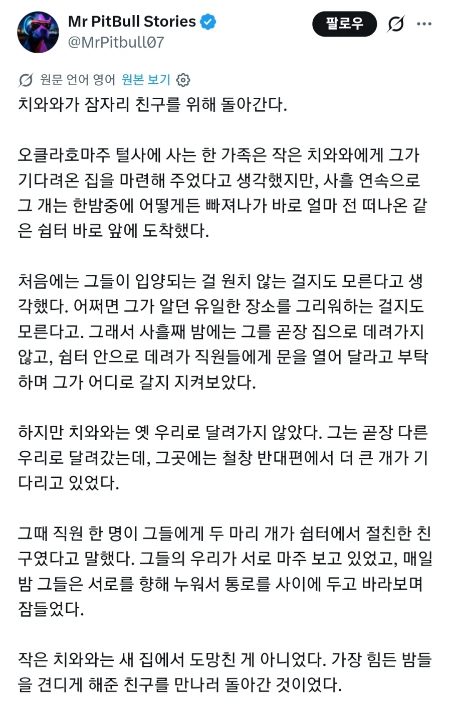 입양한 치와와가 새 집에서 도망친 이유_1.webp