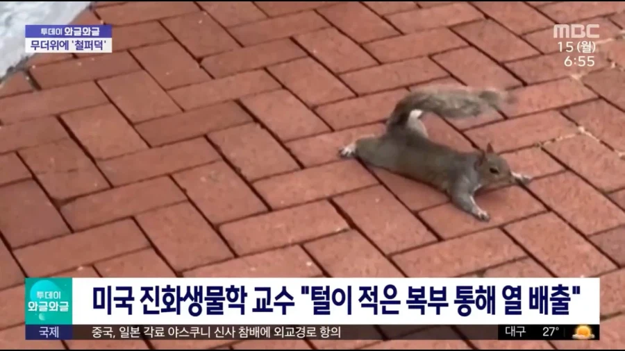 다람쥐가 더위식히는 모습_1.webp