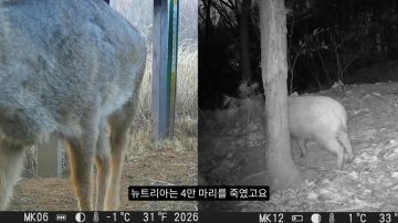 다시 한번 길고양이 문제에 대해 강하게 어필하는 유튜버 (※스압주의)_46.webp