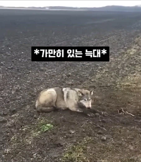 개를 발명하는 과정_11.webp