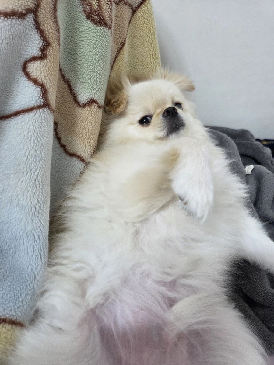 현재 우리집 댕댕이 근황_1.webp
