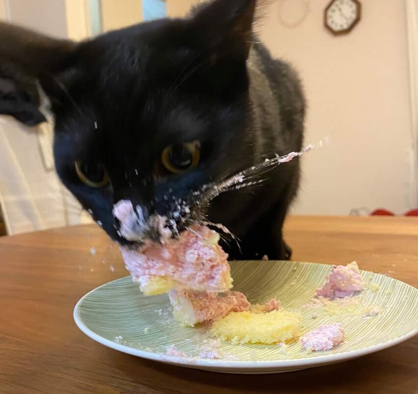 고양이 전용 케이크_2.png