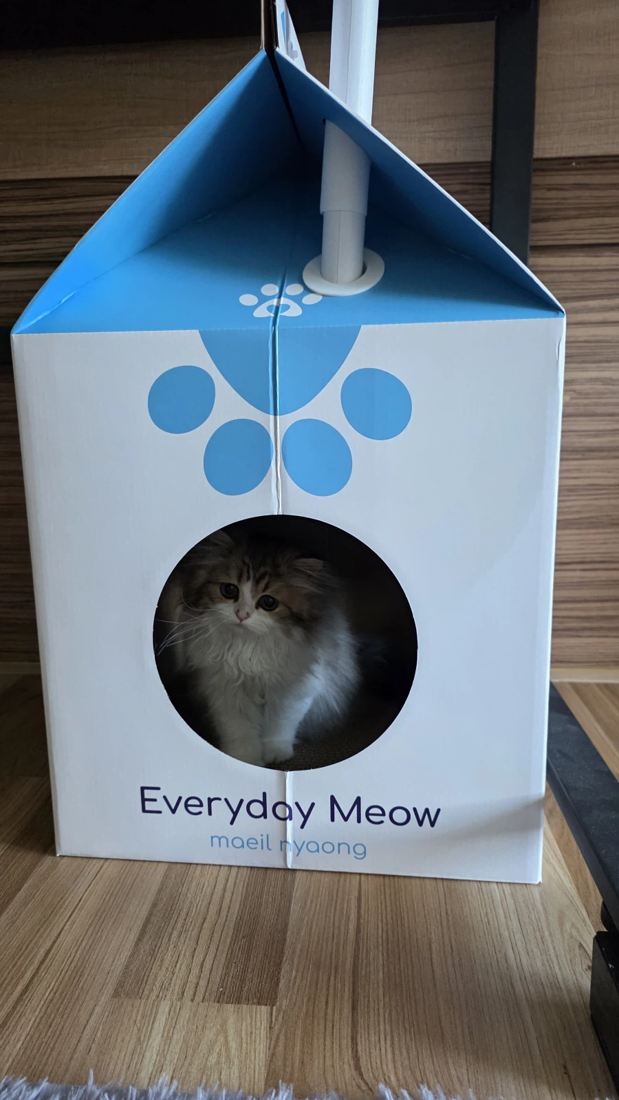 이 나이에 괭이 키우고 왜 육아를 어릴 때 하라는지 알았음_5.webp