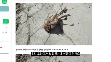 다시 한번 길고양이 문제에 대해 강하게 어필하는 유튜버 (※스압주의)_60.webp
