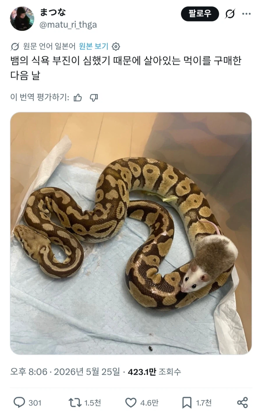 "키우는 뱀이 음식을 먹지를 않는군"_1.webp