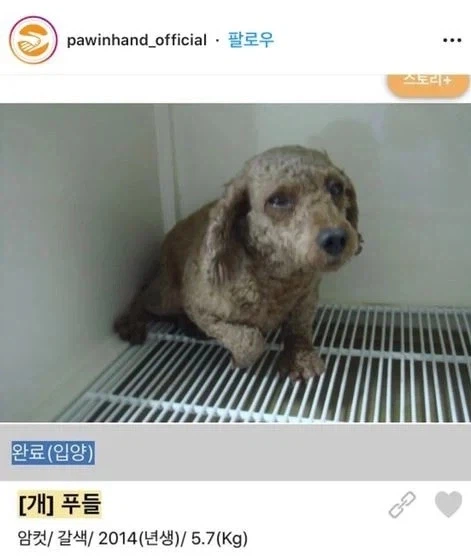 학대당한 유기견의 안타까운 결말.jpg_1.webp