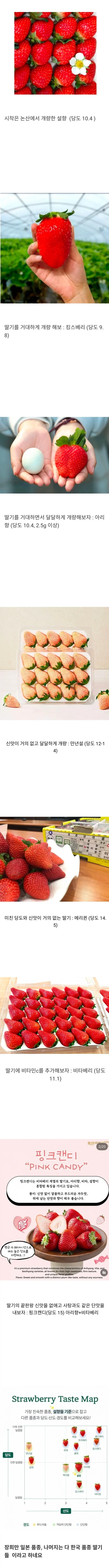 딸기 품종 개량 현황._1.webp
