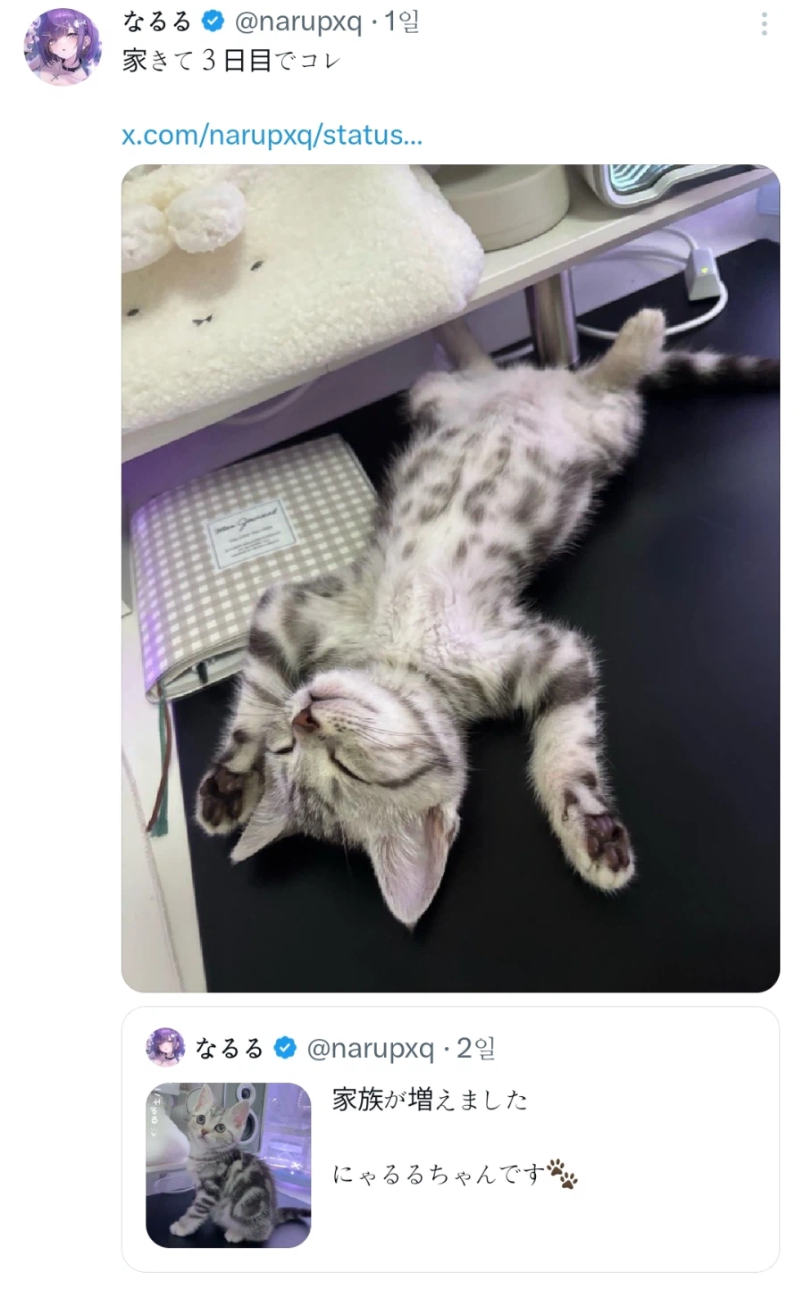 집에온지 3일차 아깽이_2.webp